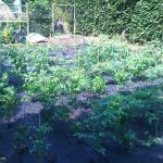Food-For-Others-Garden-01-web