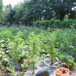 Food-For-Others-Garden-09-web