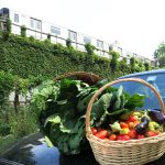 Food-For-Others-Garden-10-web