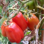Food-For-Others-Garden-11-web