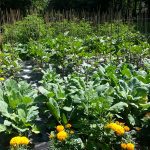 Food-For-Others-Garden-17-web