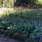 Food-For-Others-Garden-23-web