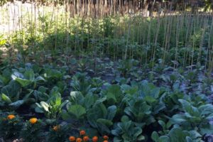 Food-For-Others-Garden-23-web