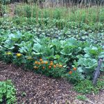 Food-For-Others-Garden-25-web