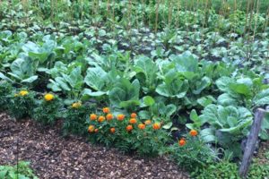 Food-For-Others-Garden-25-web