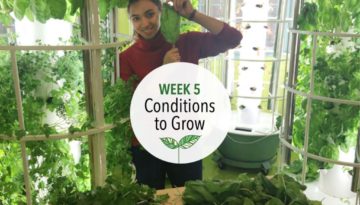 Conditions to Grow