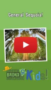 General Sequoia