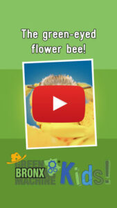 Green Eyed Flower Bee